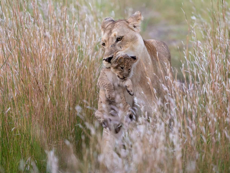 Northern Botswana & Zimbabwe | Nxai Pans to Victoria Falls & Hwange