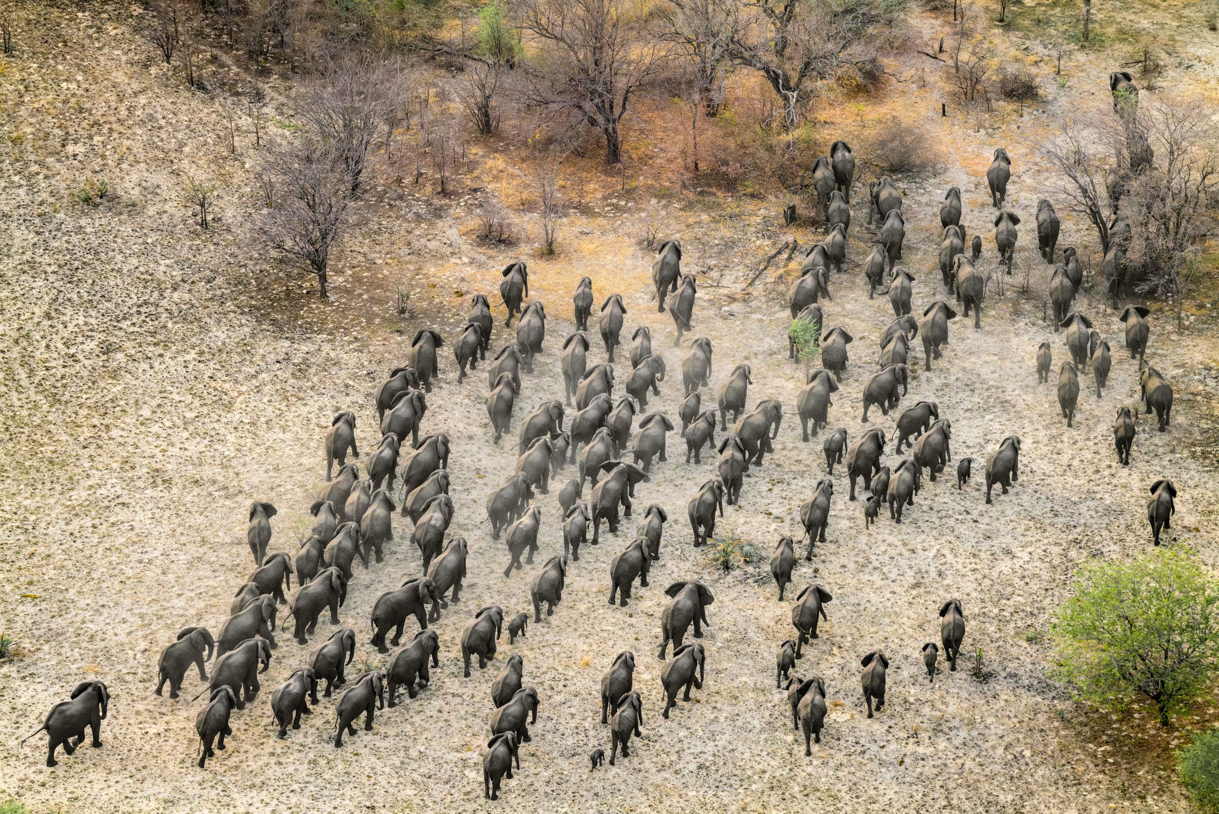 Elephants crossing into Botswana