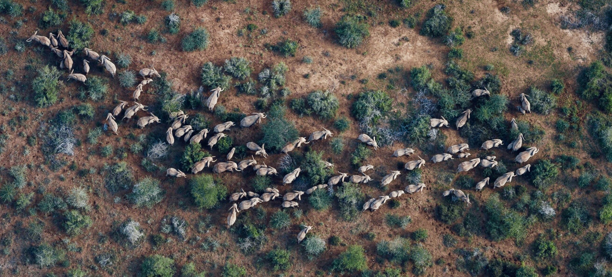 Aerial view of migratory herd