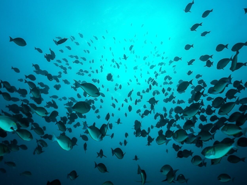 Mozambique | Big Game to Coral Reefs