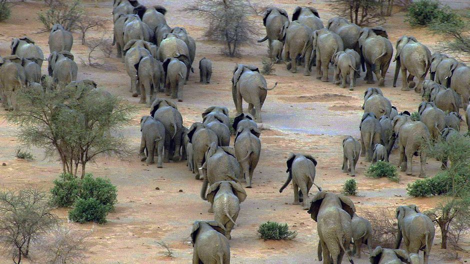 Chobe Elephant Herd