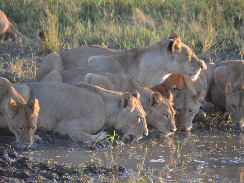 Northern Botswana | Khama, Kubu, Khwai & Chobe