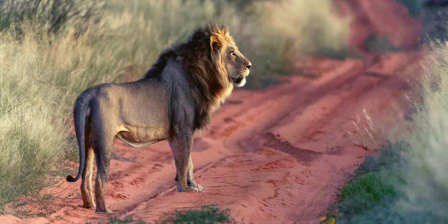 bhejane 4x4 adventure botswana travel family holidays outdoor safari african off guided road tours beyond adventures central kalahari 24