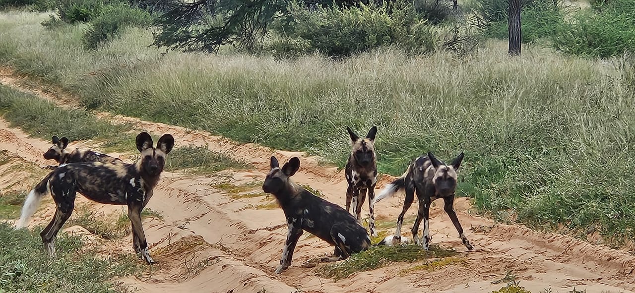 bhejane 4x4 adventure botswana travel family holidays outdoor safari african off guided road tours beyond adventures central kalahari 23