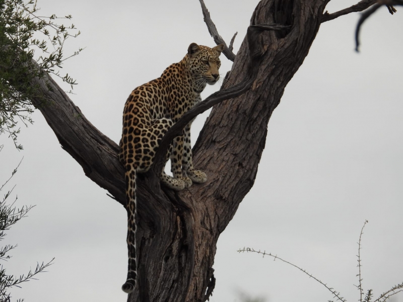 Botswana | Greater Kalahari Kgalagadi Transfrontier Park