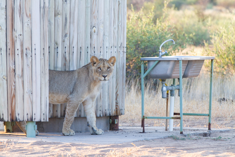 bhejane 4x4 adventure botswana travel family holidays outdoor safari african off guided road tours beyond adventures central kalahari 25