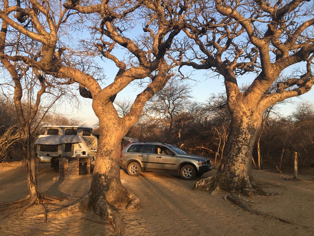 Chobe elephants