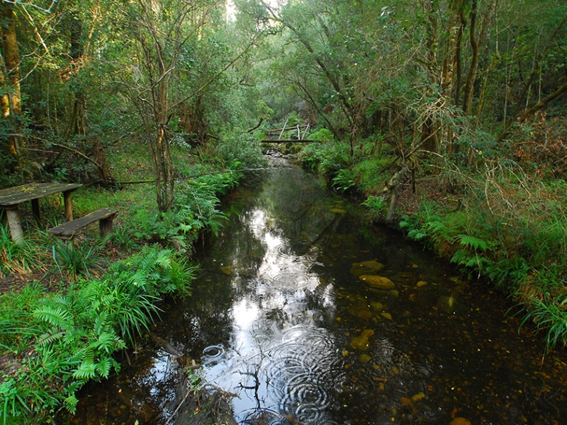 Garden Route | Secrets of the Knysna Forest